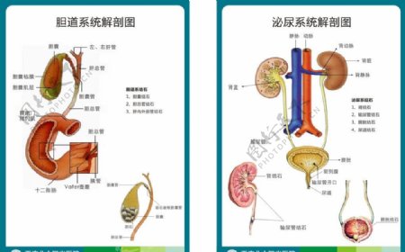 胆道泌尿系统解剖图图片