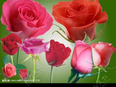 玫瑰花系列图片