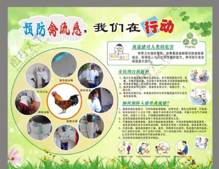 预防禽流感板报图片