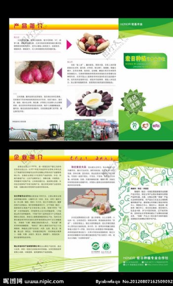 宏日农业之薯类农产品简介折页图片
