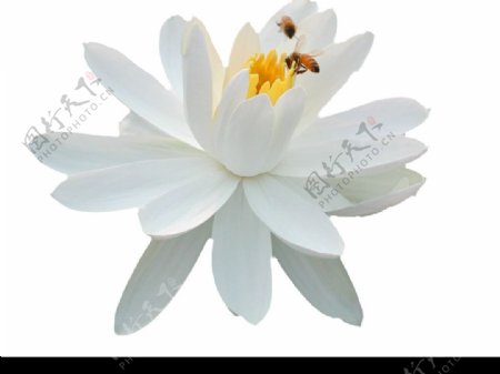 白色荷花有小蜜蜂图片