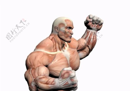 肌肉人体模型0098