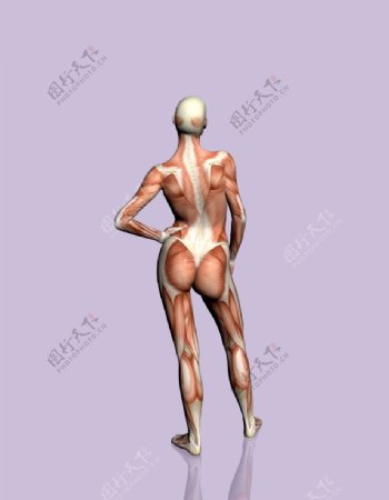 肌肉人体模型0130