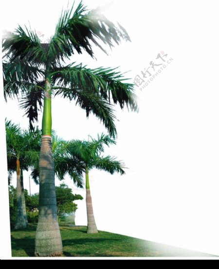 棕榈及椰树0017