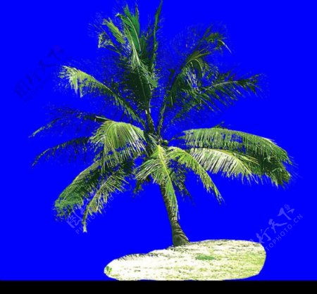 棕榈及椰树0041