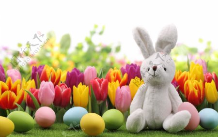 小兔子和彩蛋高清摄影