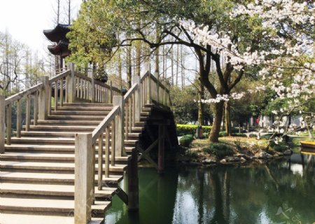 樱花木桥流水