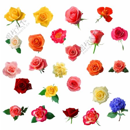 各种颜色玫瑰花