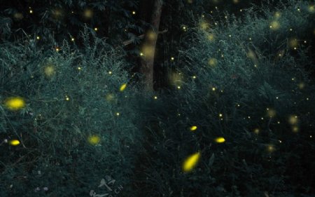 唯美树林萤火虫