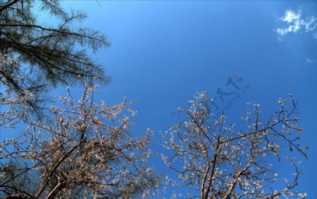 大树蓝天