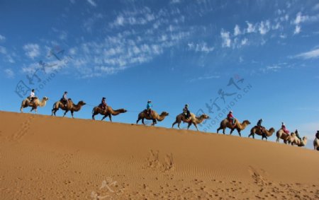 沙漠骆驼蓝天