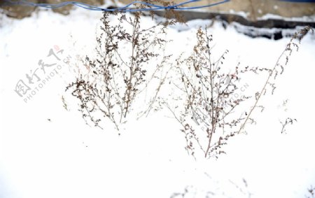 雪中植物