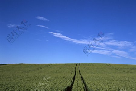 绿色麦田风景