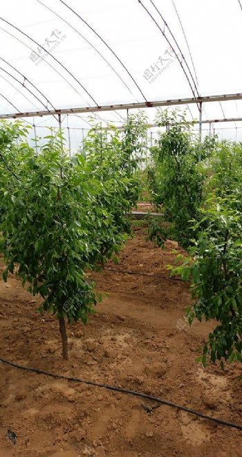 大棚农家种植枣树