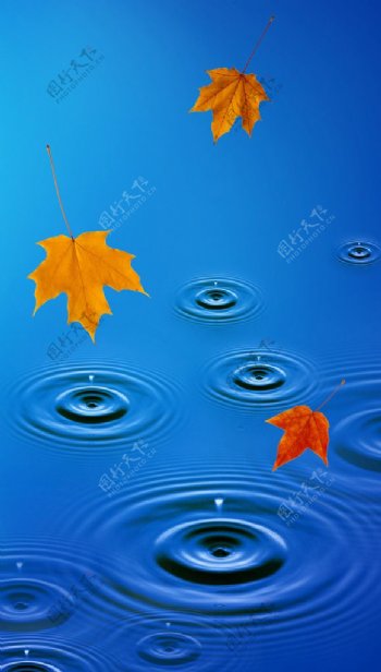 落叶飘上水滴