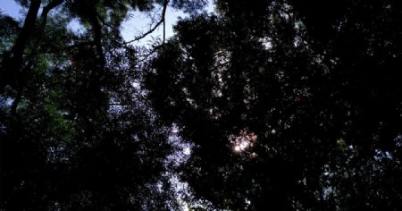逆光的茂密树林视频