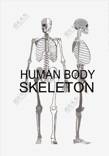 人体骨骼矢量图