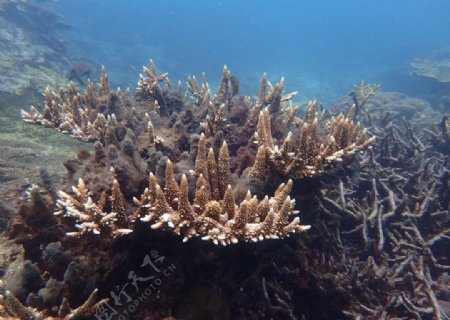海底世界珊瑚群