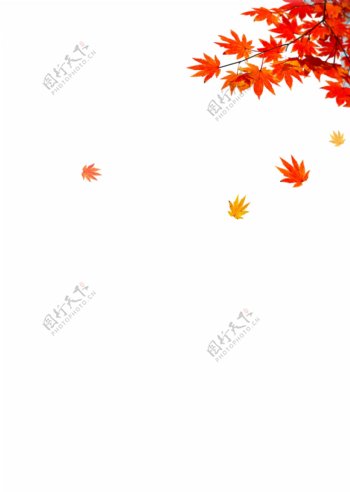 秋天秋叶背景矢量素材