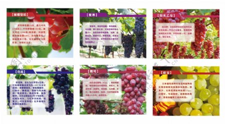 葡萄品种及简介