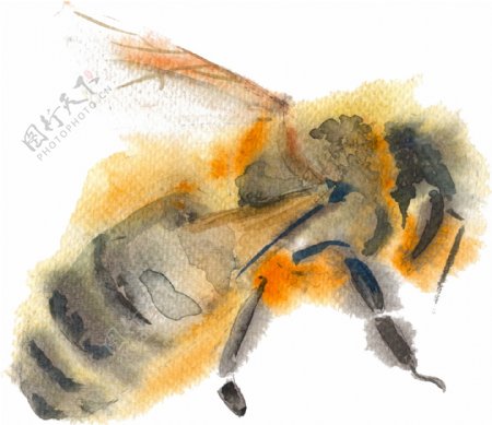 水彩蜜蜂