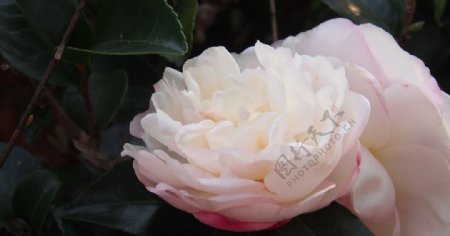 粉白色茶花花朵