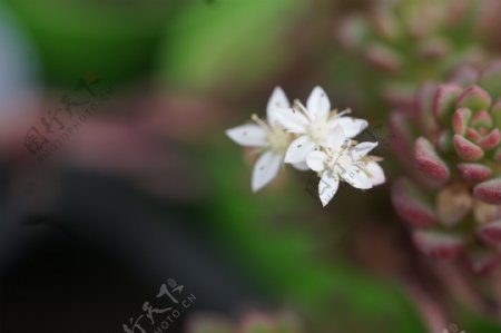 高清多肉花箭电脑桌面背景