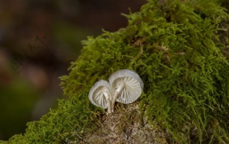 两朵白色小蘑菇