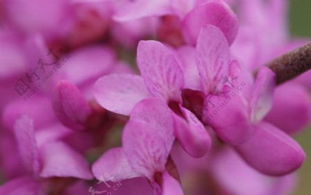 高清春天野花紫色花朵