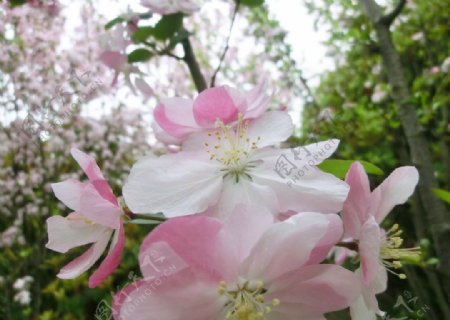 高清摄影图片粉红色樱花