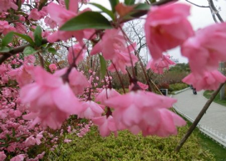 粉红色的海棠花