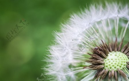 美丽的蒲公英植物特写高清