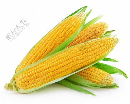 优质玉米