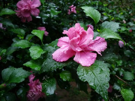 雨中木槿花