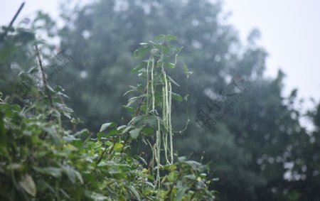 雨中缸豆