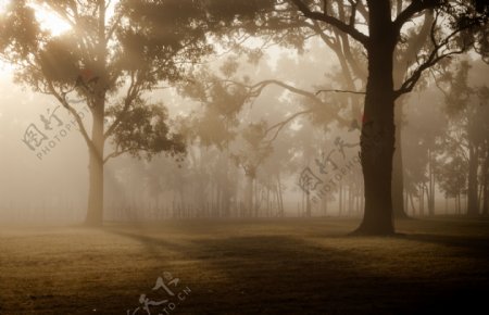 灰蒙蒙的云雾笼罩着树林