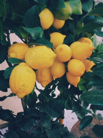 柠檬柠檬树