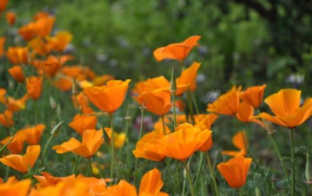 杭州西溪湿地花展橙色花朵