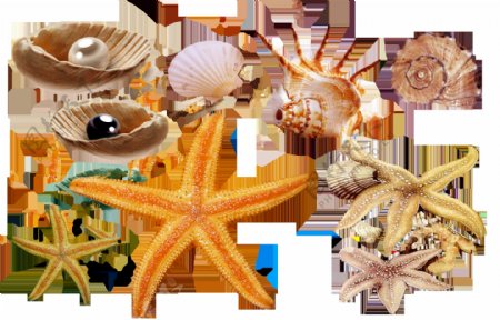海星海螺珍珠贝壳