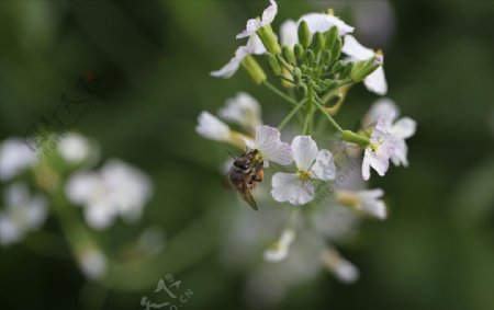 蜜蜂采蜜微观世界