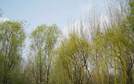 春天浅绿色的柳树