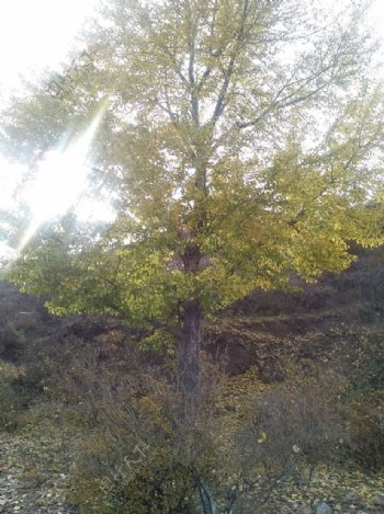 一棵荒山上的杨树