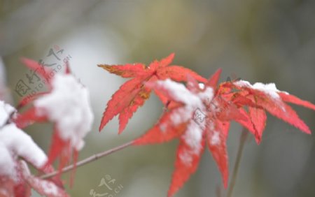 初雪红叶
