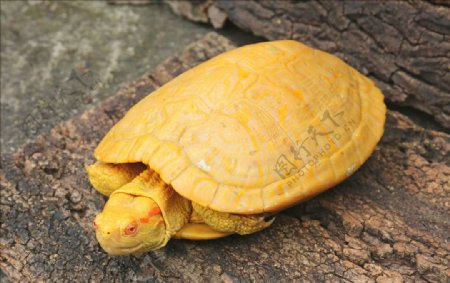黄金白化龟