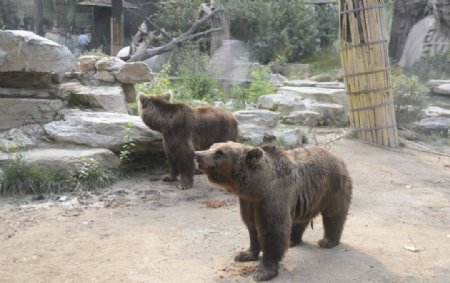 动物园熊采风北京摄影
