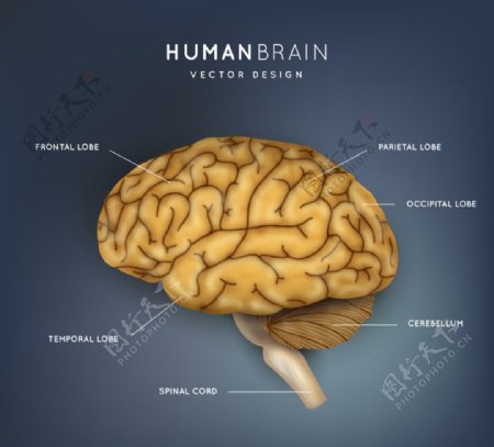 大脑结构图