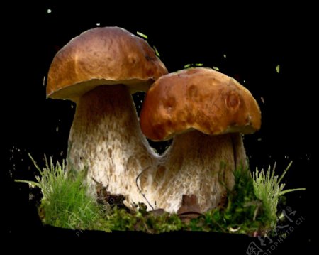 蘑菇菌类生长元素