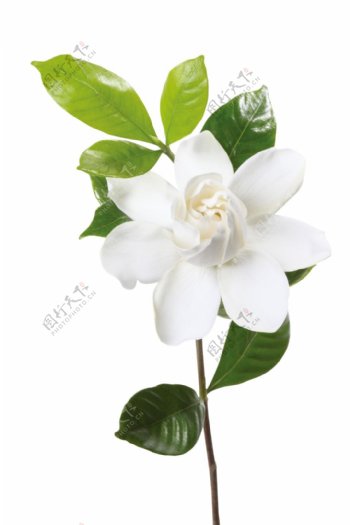 梦幻绿叶白色花朵元素