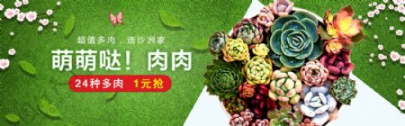 淘宝多肉植物海报banner