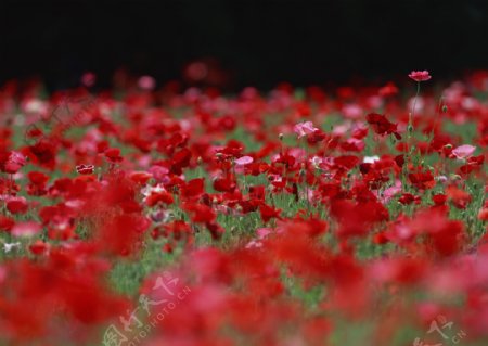 红色花卉风景图片